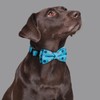 Rhea Rose Bowtie Dog Collar Blue Polka Dots Small