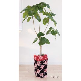 Sanyo Shoji 14-052109 Kyoto Double-sided Hospitality Furoshiki Sankawa Grape Grape Color Grape 14-052109 Approx. 41.3 inches (105 cm) Width