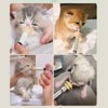 Kitten Syringe for Feeding - Pet Feeder Syringe With Pacifier,Cat