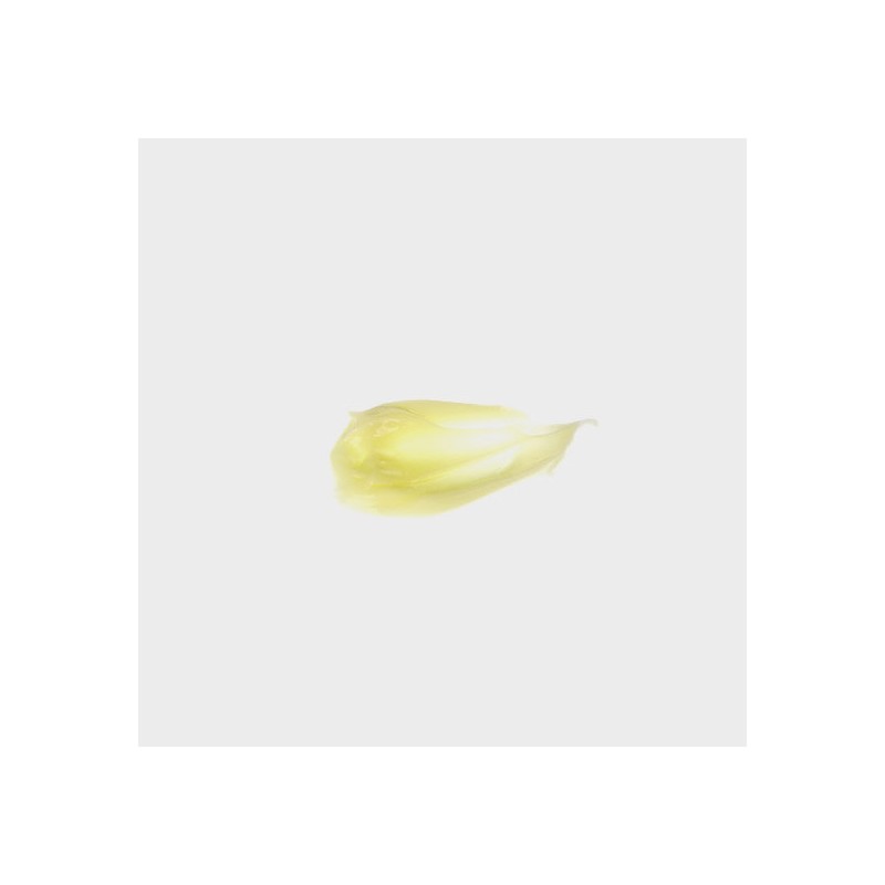 Carol Priest Avocado Fruit Moisturizing Cream 50g / 아보카도 프룻
