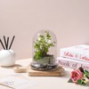 WHJY 6 inches Glass Cloche for Indoor Plants Small Terrarium