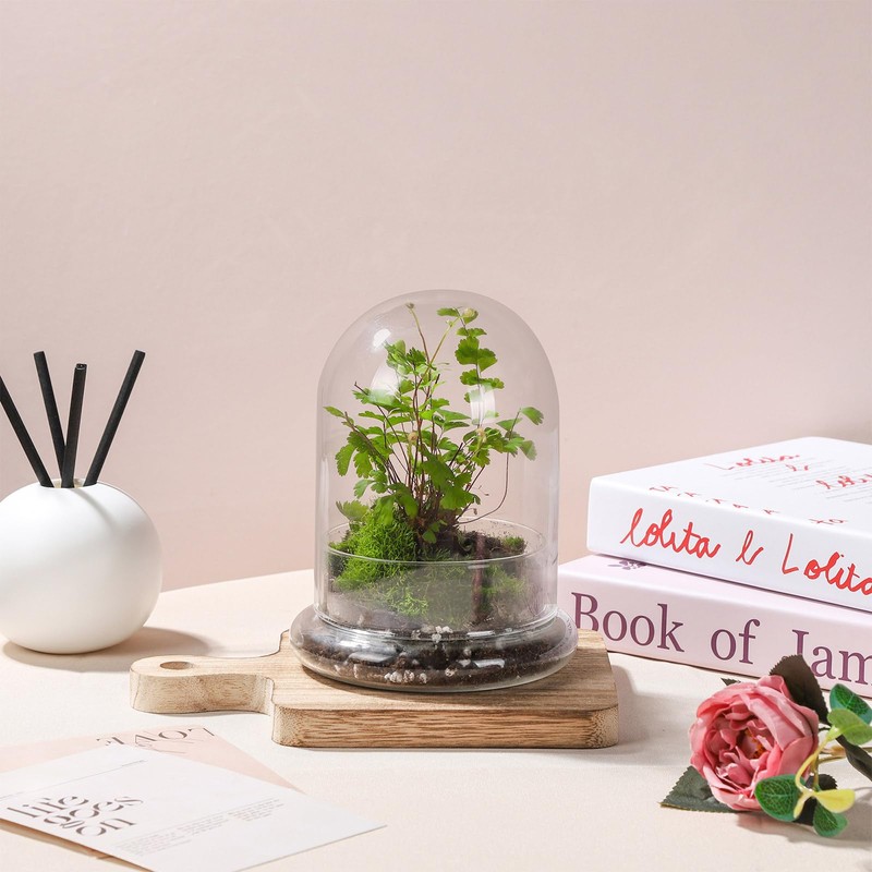 WHJY 6 inches Glass Cloche for Indoor Plants Small Terrarium