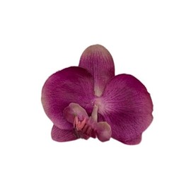 Phalaenopsis Orchid Artificial Flower Hair Clip/Pin Brooch (Dark Purple)