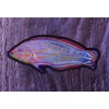 Aquatic Planet Reef Tank Fish Stickers Holographic Shiny Corals for