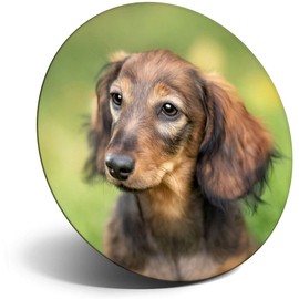 Destination Vinyl ltd Magnet for Refrigerator, Fridge - Cute Dachshund Puppy Face for Office, Cabinet and Whiteboard, Magnetic Stickers, 13268