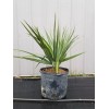 Northeast Ohio Palm Trees Sabal Minor Palm Tree, Large 7