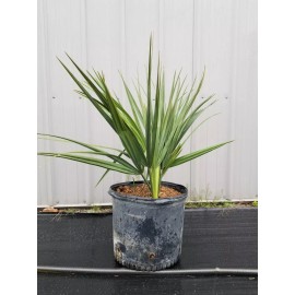 Northeast Ohio Palm Trees Sabal Minor Palm Tree, Large 7 Gallon, Cold Hardy - Tree Only