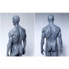 【Abz Company】人体 筋肉 模型 30cm 人体模型 医学 解剖 教育 整形