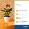 Costa Farms Anthurium, Flamingo Flower Live Plant in Decorative Pot,
