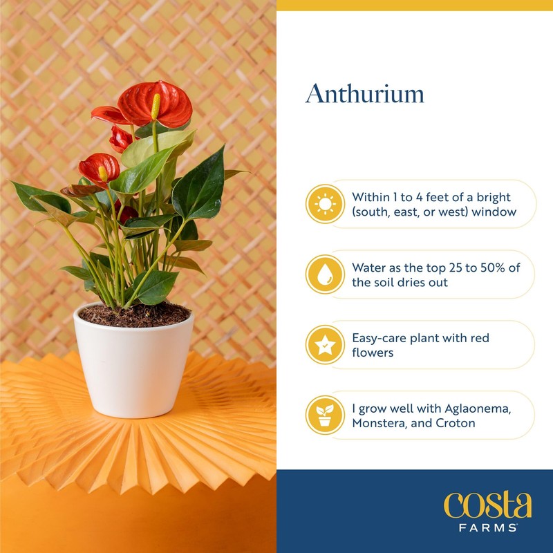 Costa Farms Anthurium, Flamingo Flower Live Plant in Decorative Pot,
