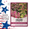 Coleus Seeds for Planting (Rainbow Mix) - Heirloom Non-GMO Shade