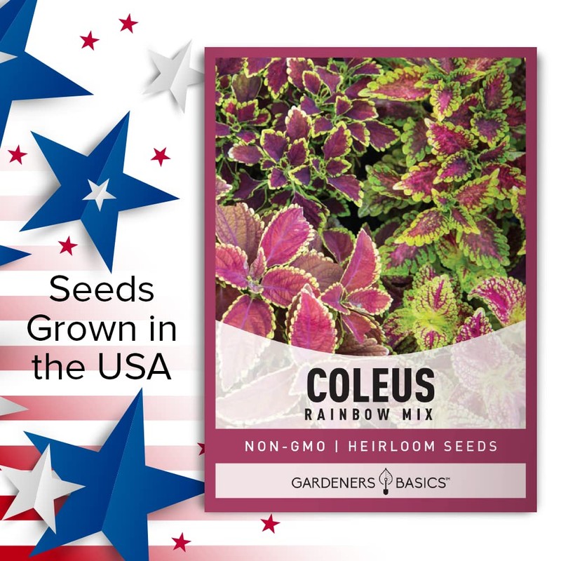 Coleus Seeds for Planting (Rainbow Mix) - Heirloom Non-GMO Shade