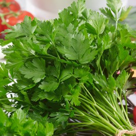 Italian Giant Parsley Seeds - 1 Lb ~288000 Seeds - Non-GMO, Heirloom - Growing Microgreens, Herb Garden - Petroselinum crispum