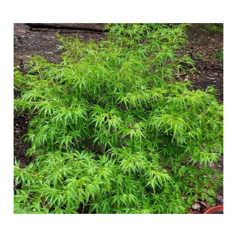 Kamagata Dwarf Japanese Maple - Live Plant - (2.5 QT)