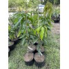 Tree VALENCIA PRIDE MANGO TREE GRAFTED (3-4 Feet Tall)