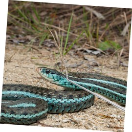 BESPORTBLE Retractable Stainless Steel Reptile Hook Professional Snake Catcher for Safe Handling of Reptiles Lightweight and Portable Reptile Accessory for Snake Enthusiasts