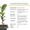 12 Carolina Cherry Laurel in 2.5” Nursery Cubes (Prunus caroliniana)