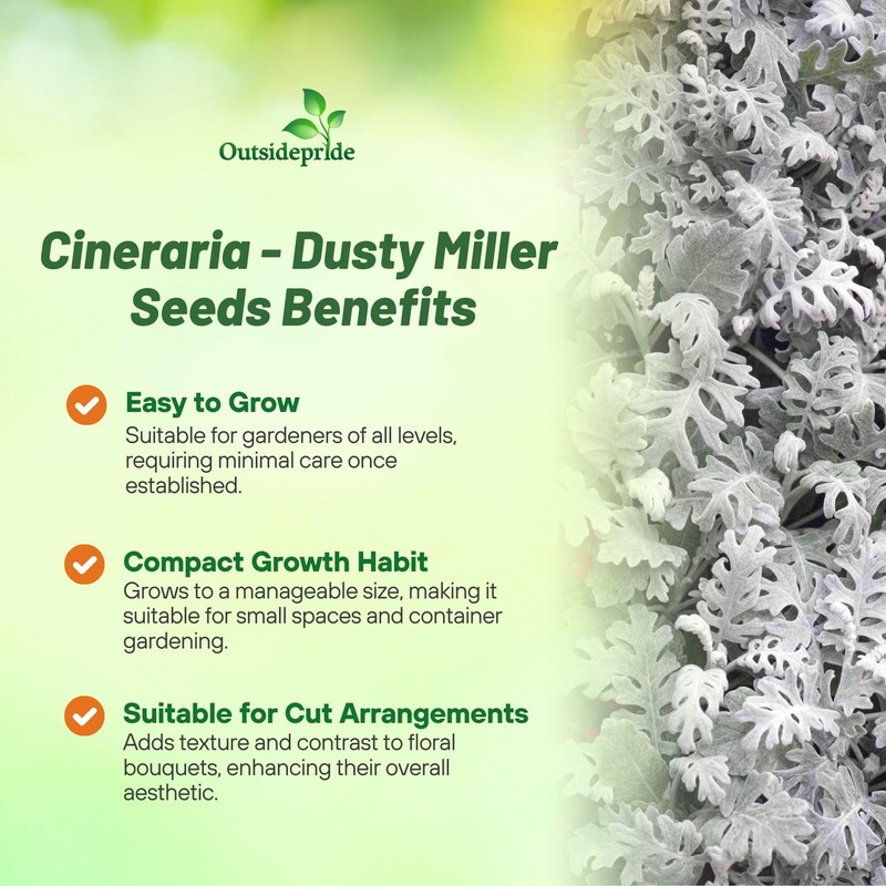 Outsidepride Dusty Miller Flower Seeds - 10,000 Pcs Annual, Beautiful