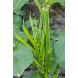 30 Cluster Beans Seeds, Non-GMO, Heirloom, High Yield for Canadian Gardens