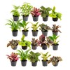 Costa Farms Live Plants (Pack of 20), Easy to Grow