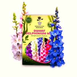 Seeds Dwarf Delphinium Mix Multicolor 100+ Seeds to Grow Low Height Spike-Like Perennial Flowers Larkspur Spring of Fall Planting