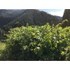 Power of Wild Grapes