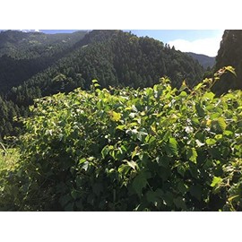 Power of Wild Grapes