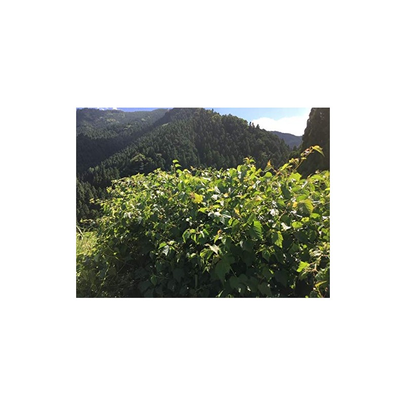 Power of Wild Grapes