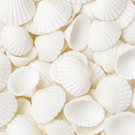 HcvGcm 100 Natural White Shells for Crafts, 2-3 cm Shells Decoration for DIY Jewellery, Wedding, Party, Aquarium and Home Decoration, Shells for Painting