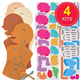 Baker Ross FN109 Human Body Kit - Pack of 4, STEM, Science, Health and Learning Aids for Kids and Schools