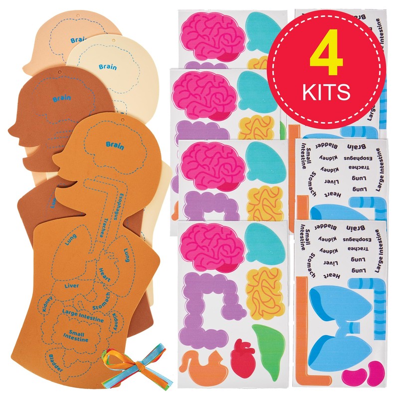 Baker Ross FN109 Human Body Kit - Pack of 4,