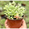 Live Cotyledon Pendens Plant - Trailing Succulent - Cliff Cotyledon