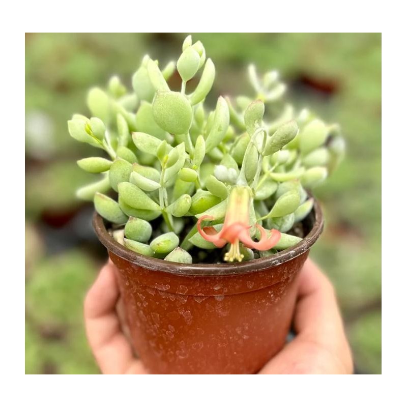 Live Cotyledon Pendens Plant - Trailing Succulent - Cliff Cotyledon