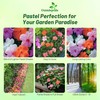 Outsidepride Xtreme Pastel Mix Impatiens Flower Seeds - 75 Pcs
