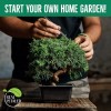 REALPETALED Bonsai Starter Kit, Japanese Bonsai Tree Kit with Bonsai