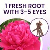 Peony Bare Root with 3-5 Eyes – Felix Supreme Peonies