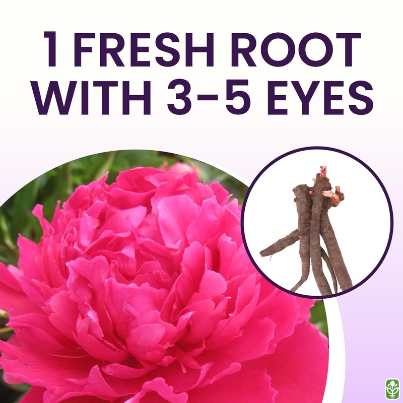 Peony Bare Root with 3-5 Eyes – Felix Supreme Peonies
