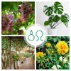 JAMSSOW Pack of 200 Plant Clips, Plant Clips for Trellis