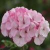 Outsidepride Geranium Appleblossom - 25 Seeds