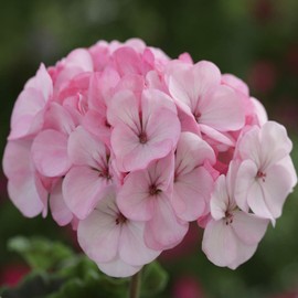 Outsidepride Geranium Appleblossom - 25 Seeds