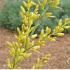 theseedhouse Yellow Flower, Texas Yucca "Rare" 2024 Hesperaloe parviflora -