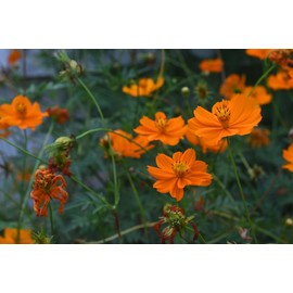 Sulphur Dwarf Orange Cosmos Flower Seeds - 100+ Seeds Per Packet, (Isla's Garden Seeds), Scientific Name; Cosmos bipinnatus, Wonderful Gardening Gift