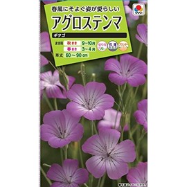 Takii Seedling Agrosten Magitago