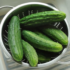 Eden Brothers Cucumber Seeds - Patio Snacker