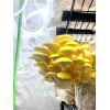 Roots ORGANIC - Golden Oyster Mushroom (Pleurotus citrinopileatu