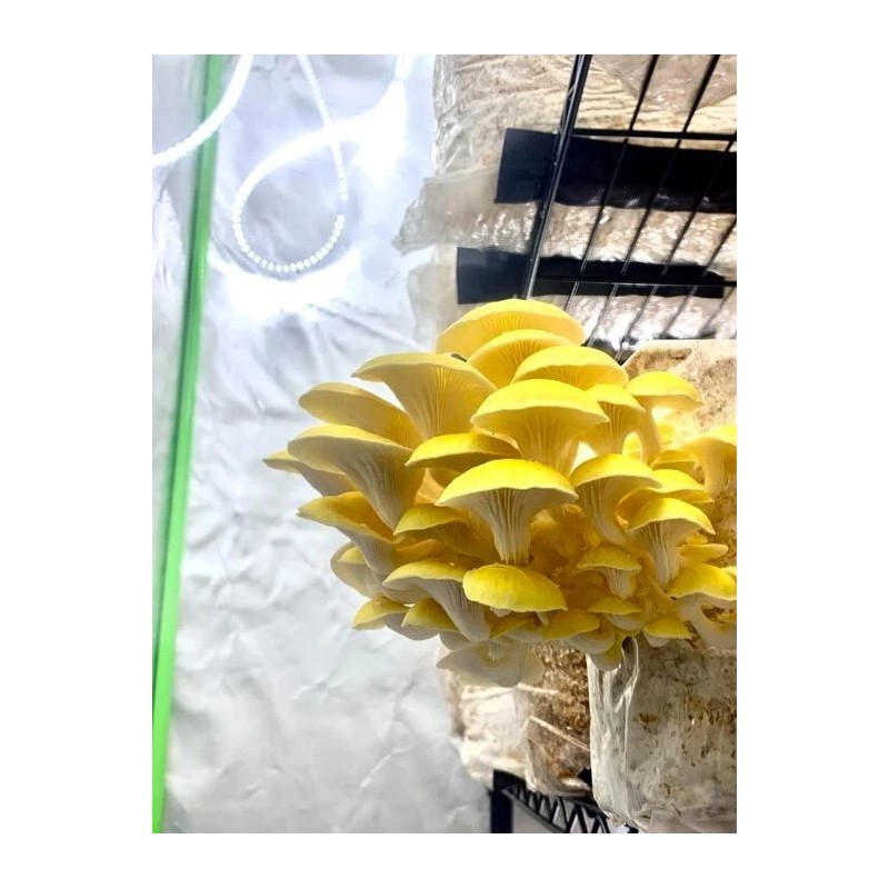 Roots ORGANIC - Golden Oyster Mushroom (Pleurotus citrinopileatu