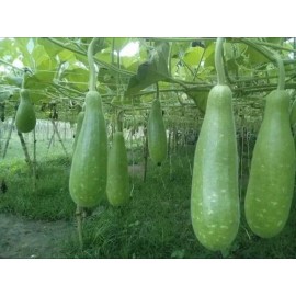 TheAmazingSeeds 10 Organic Long bottle gourd seeds/Asian Indian Opo Squash/Dudi/calabash/Hột Bầu