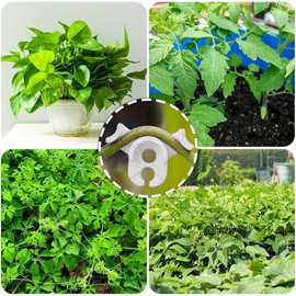 FUNNTY 30 Pcs 90 Degree Plant Training Clips,Bud Plant Bender Plant Training Clips,Lst Clips for Low Stress Training Plant Stem Support,Plant Gardening,90 Degree Angle Plant Clips(Circle Style,White)