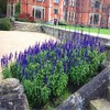 100+ Blue Bedder Sage Salvia farinacea Seeds Annual Flower Garden