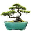 MUZHI 9” Glazed Oval Green Bonsai Planter Pot with Humidity